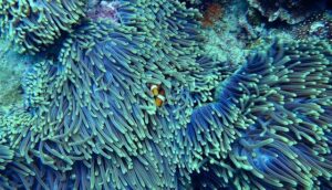Drogocenne rafy koralowe.